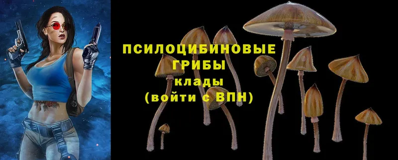 купить наркотик  Людиново  Псилоцибиновые грибы Psilocybe 